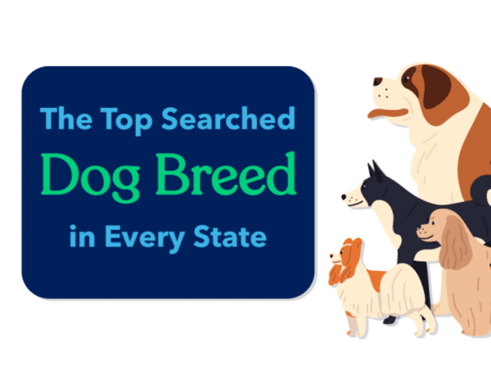 topsearcheddogbreedineverystate1e1650488955272 Total Vet top searched dog breed