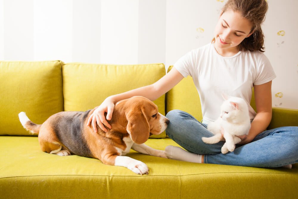 Total Vet understanding body language in cats and dogs