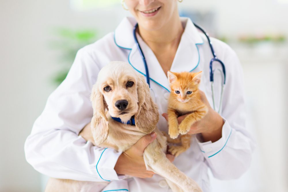 VetExaminingDogAndCatPuppyAndKittenAtVeterinarian Total Vet vet near me
