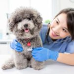 veterinarian scholarships