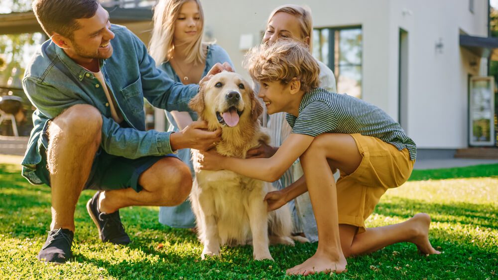 Total Vet what breed of dog is right for you