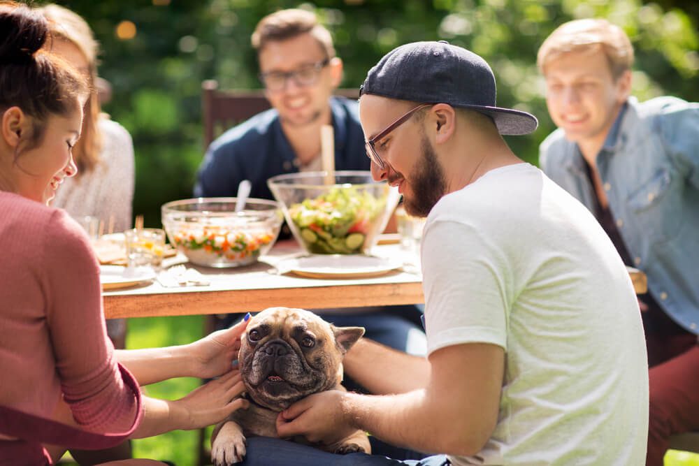 Total Vet why is socializing your dog important