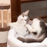 cat scratching ears