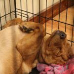Crate Training a Puppy