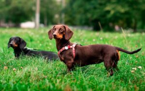 Total Vet Does Vitamin B12 Increase Appetite in Dogs