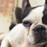 Dog Eye Allergies