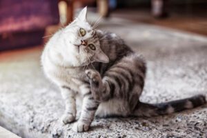 Total Vet how can I treat my cats itchy ears