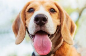 Total Vet How Much B12 Should You Give a Dog