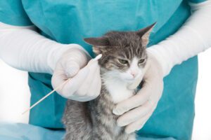 Total Vet How do I Prevent Itchy Cat Ears