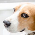 Whale Eye Dog