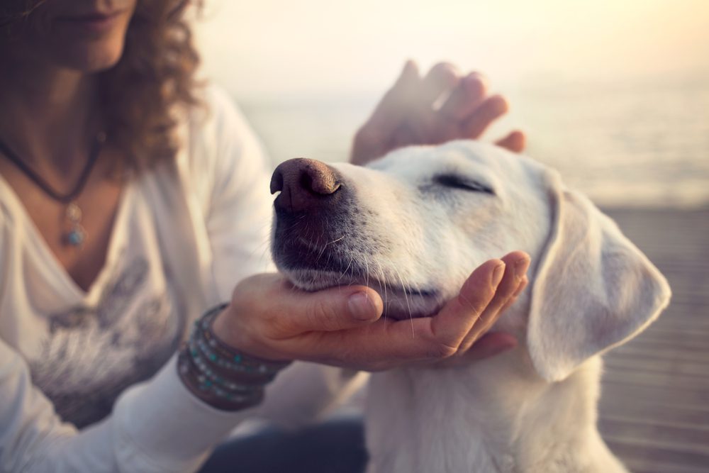 OwnerCaressingGentlyHerDog Total Vet dog depression causes