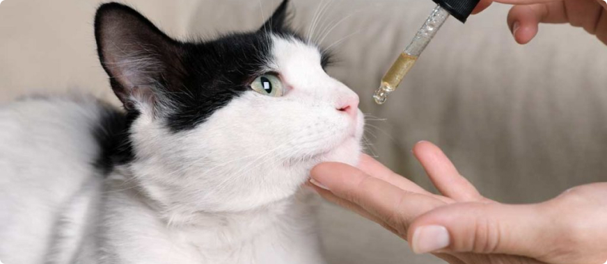 ellevetcbdoil Total Vet ellevet cbd oil