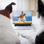 funny animal videos