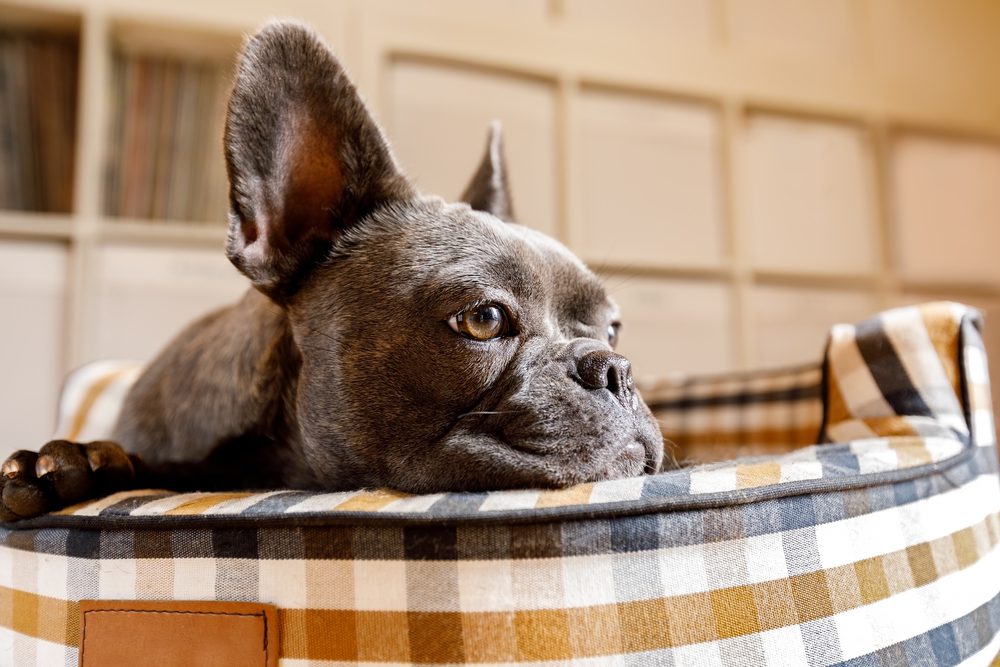 how to tell if your dog is depressed Total Vet how to tell if your dog is depressed