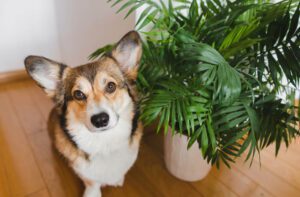 Total Vet keep pets away from decorative plants