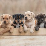 puppy for sale