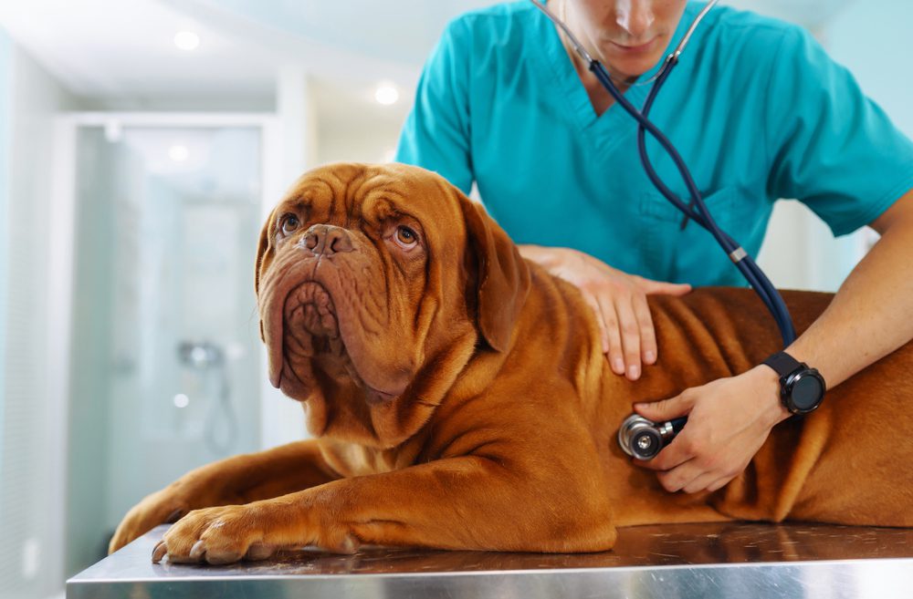 YoungManVeterinarianCheckingUpTheDogOnTableIn Total Vet ruling out pain or underlying medical conditions
