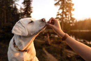 Total Vet 12 Effective Home Remedies For Constipation In Dogs