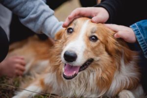 Total Vet Nicotinamide Mononucleotide NMN for Dogs What You Need to Know