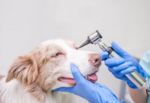 Total Vet Dog Eye Bleeding Your Questions Answered