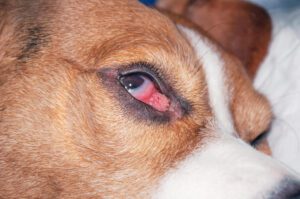 Total Vet Growth on Dog Eye All Questions Answered
