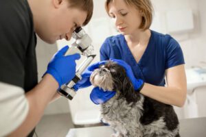 Total Vet Growth on Dog Eye All Questions Answered