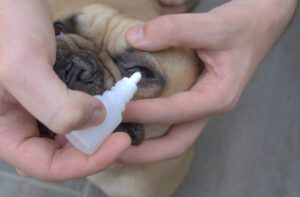 Total Vet Dog Eye Allergies Causes Symptoms and Remedies
