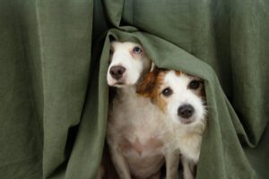 Total Vet Whale Eye in Dogs What Is It and What Does It Mean