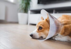 Total Vet Dog Eye Bleeding Your Questions Answered