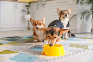 Total Vet 12 Effective Home Remedies For Constipation In Dogs
