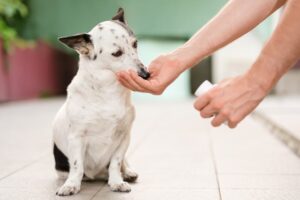 Total Vet Nicotinamide Mononucleotide NMN for Dogs What You Need to Know