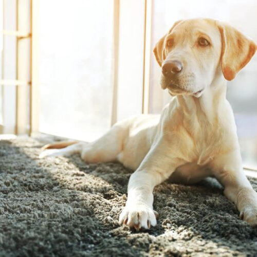 Vitamin E for Dogs