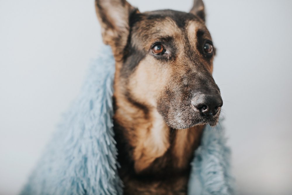 ADogOfBreedGermanShepherdCoveredWithABlanket Total Vet Older dog with a blanket around him
