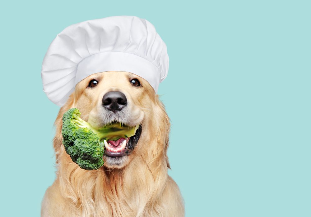 new years resolution for dogs