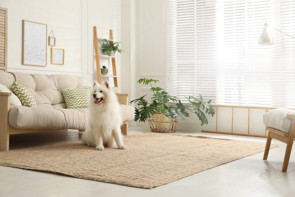 Dog sitting in a clean living room