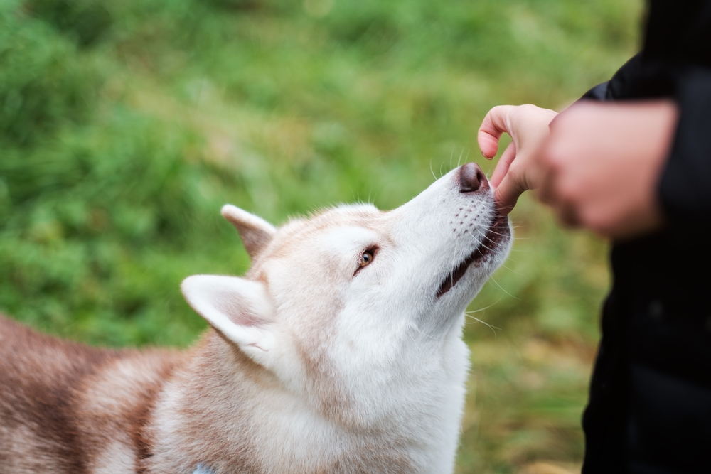 TrainingAwardTheOwnerGivesHisDogFoodForDoing Total Vet Owner giving their dog a CBD gummy