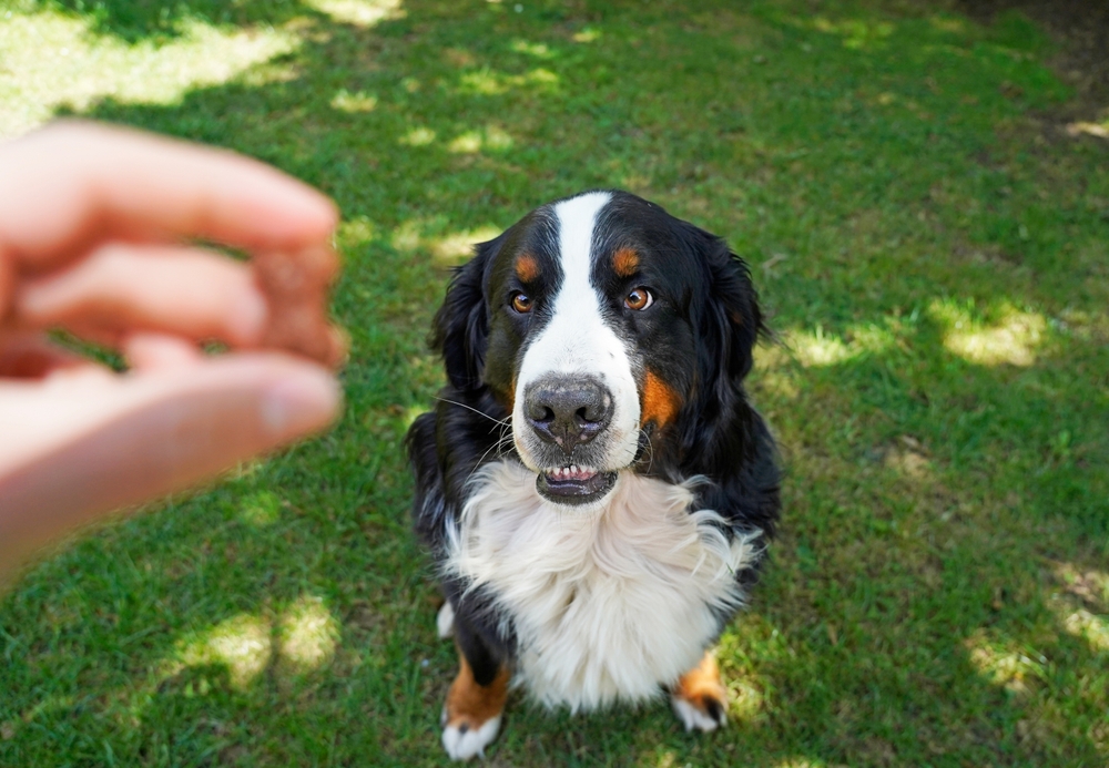 TrainingBerneseMountainDogUsingTreats Total Vet Dog getting a CBD treat