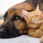 cat and dog cuddling together