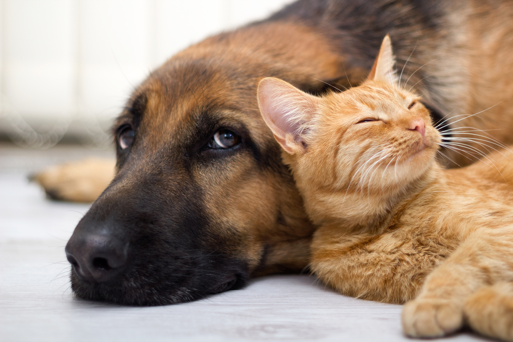 CloseUpCatAndDogTogetherLyingOnTheFloor Total Vet cat and dog cuddling together