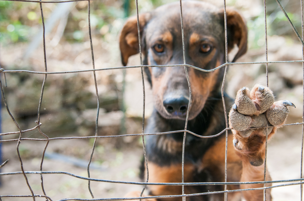 CloseUpViewOfTheOfAStrayDogsPaw Total Vet animal abuse statistics