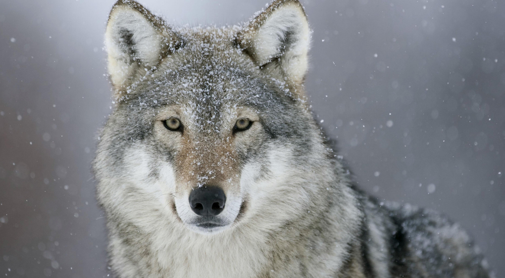 endangered animals in the us