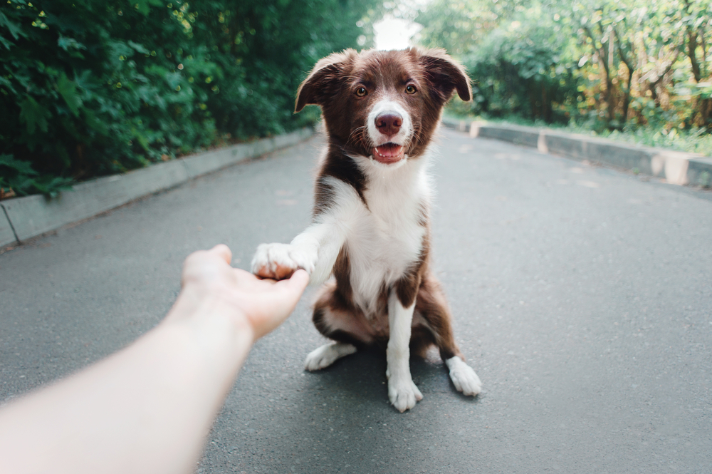 PuppyBorderCollieGivesPaw Total Vet