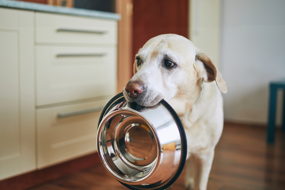 HungryDogWithSadEyesIsWaitingForFeedingIn Total Vet pet food pantry