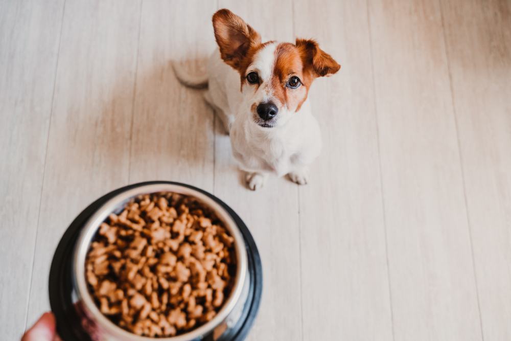 cost of dog food Total Vet cost of dog food