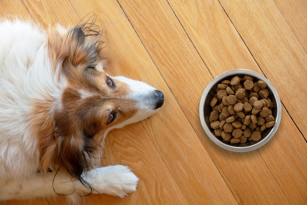 PetAnorexiaDogIsSickOrBoredSshepherdDogAnd Total Vet cost of dog food in us