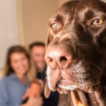 jealous dog