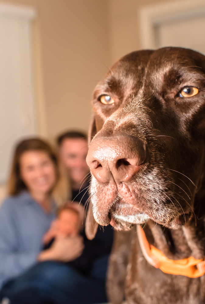 jealous dog Total Vet jealous dog