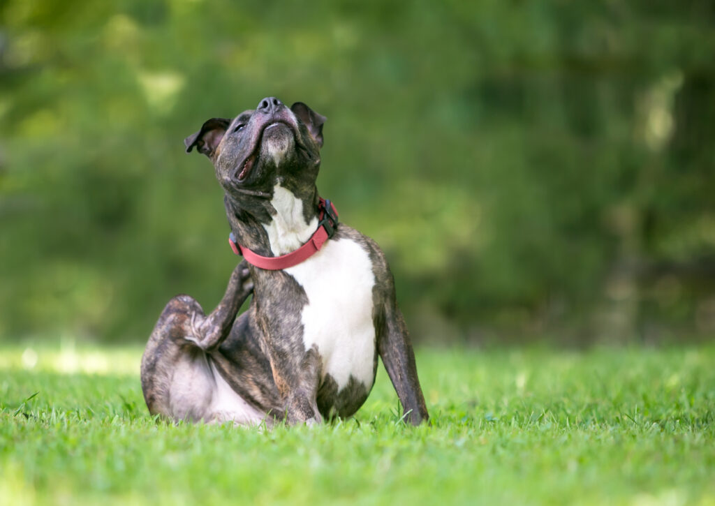ABrindleAndWhitePitBullTerrierMixedBreedDog Total Vet CBD medications animals