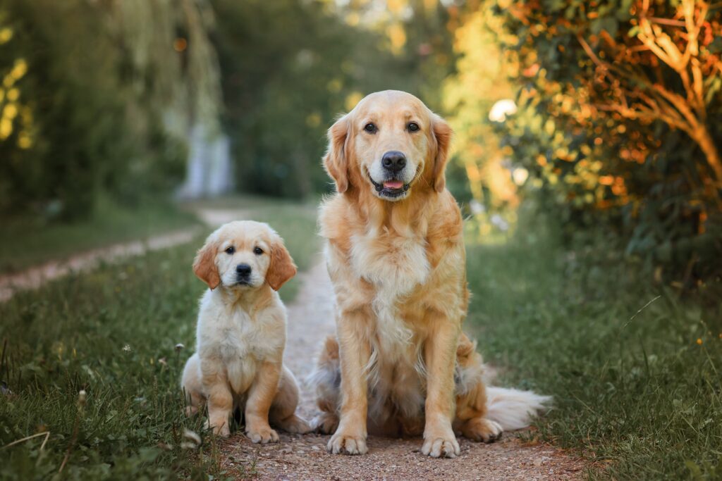AdultDogGoldenRetrieverWithASmallPuppyForA Total Vet CBD Products for Pets