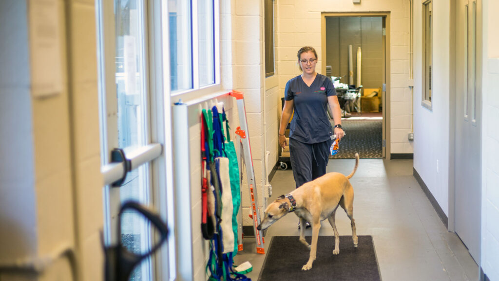 Best Vets in DetroitDogwood Veterinary Referral Center Total Vet Best Vets in Detroit Dogwood Veterinary Referral Center